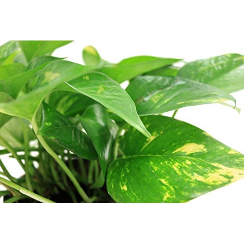 Costa Farms Golden Pothos Devils Ivy Live Indoor Plant, 6-Inch