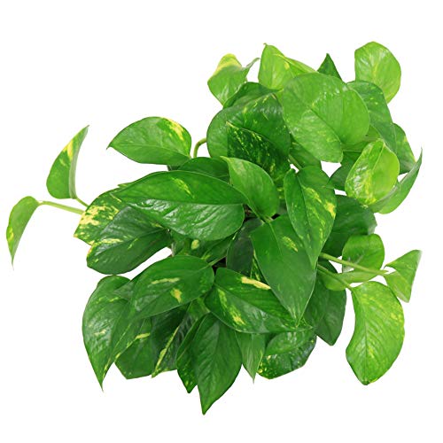 Costa Farms Golden Pothos Devils Ivy Live Indoor Plant, 6-Inch