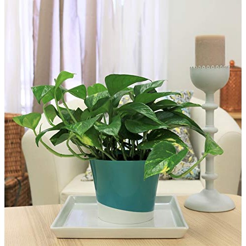 Costa Farms Golden Pothos Devils Ivy Live Indoor Plant, 6-Inch