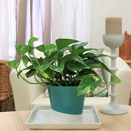 Costa Farms Golden Pothos Devils Ivy Live Indoor Plant, 6-Inch