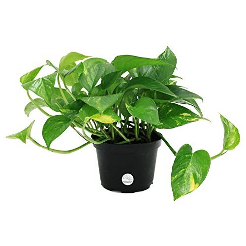 Costa Farms Golden Pothos Devils Ivy Live Indoor Plant, 6-Inch