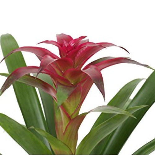 Costa Farms Live Indoor Blooming Bromeliad in White-Natural Decor ...