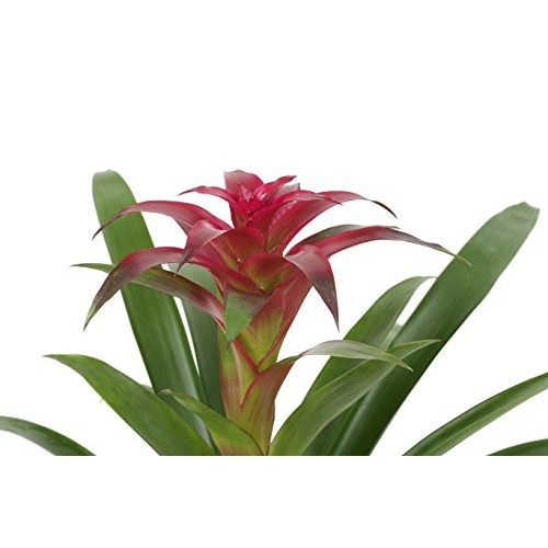 Costa Farms Live Indoor Blooming Bromeliad in White-Natural Decor ...