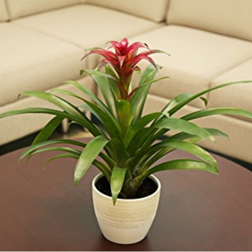 Costa Farms Live Indoor Blooming Bromeliad in White-Natural Decor ...