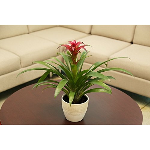 Costa Farms Live Indoor Blooming Bromeliad in White-Natural Decor ...