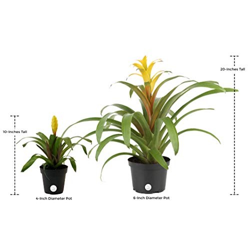 Costa Farms Live Indoor Blooming Bromeliad in White-Natural Decor ...