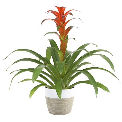 Costa Farms Live Indoor Blooming Bromeliad in White-Natural Decor ...