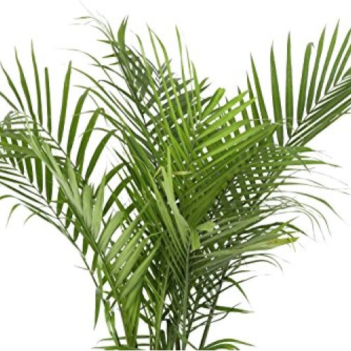 Costa Farms Majesty Palm Tree, Live Indoor Plant, 3 to 4-Feet Tall...