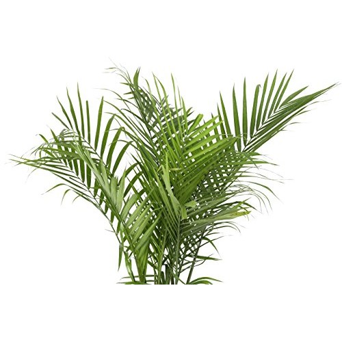Costa Farms Majesty Palm Tree, Live Indoor Plant, 3 to 4-Feet Tall...