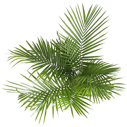 Costa Farms Majesty Palm Tree, Live Indoor Plant, 3 to 4-Feet Tall...