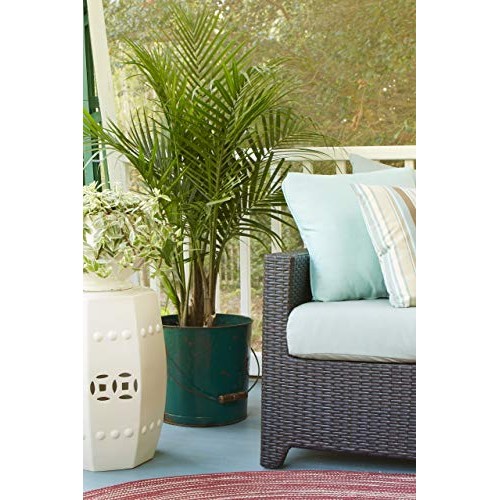 Costa Farms Majesty Palm Tree, Live Indoor Plant, 3 to 4-Feet Tall...