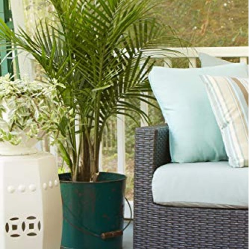 Costa Farms Majesty Palm Tree, Live Indoor Plant, 3 to 4-Feet Tall...