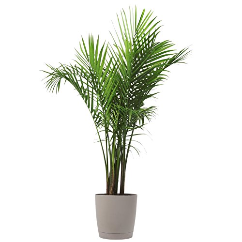 Costa Farms Majesty Palm Tree, Live Indoor Plant, 3 to 4-Feet Tall...