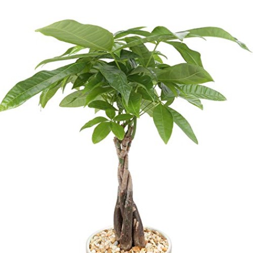Costa Farms Money Tree, Pachira, Medium, Ships in Premium Ceramic ...