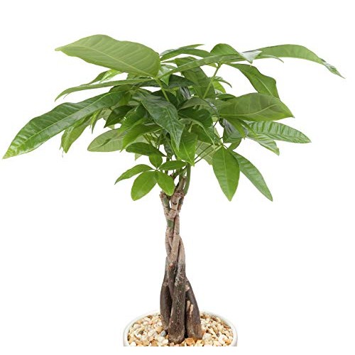 Costa Farms Money Tree, Pachira, Medium, Ships in Premium Ceramic ...