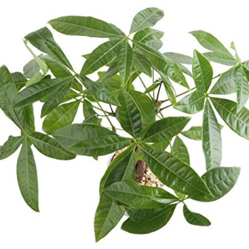 Costa Farms Money Tree, Pachira, Medium, Ships in Premium Ceramic ...
