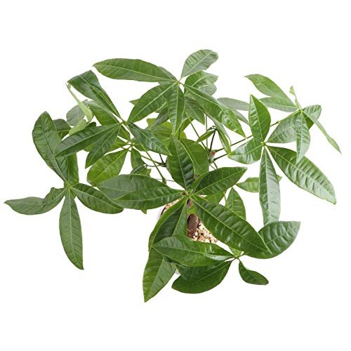 Costa Farms Money Tree, Pachira, Medium, Ships in Premium Ceramic ...
