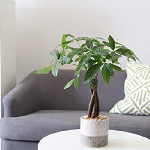 Costa Farms Money Tree, Pachira, Medium, Ships in Premium Ceramic ...