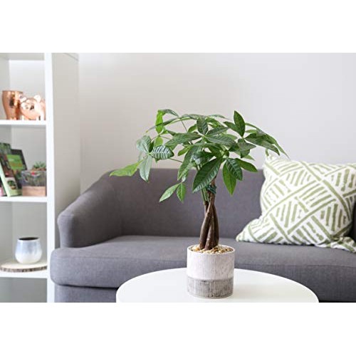 Costa Farms Money Tree, Pachira, Medium, Ships in Premium Ceramic ...