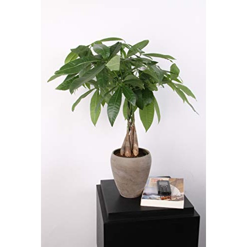 Costa Farms Money Tree, Pachira, Medium, Ships in Premium Ceramic ...