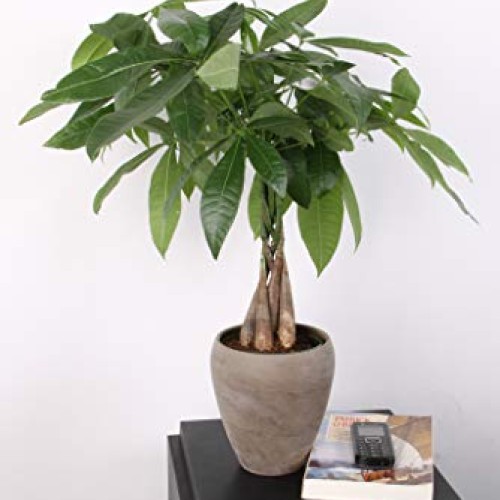 Costa Farms Money Tree, Pachira, Medium, Ships in Premium Ceramic ...