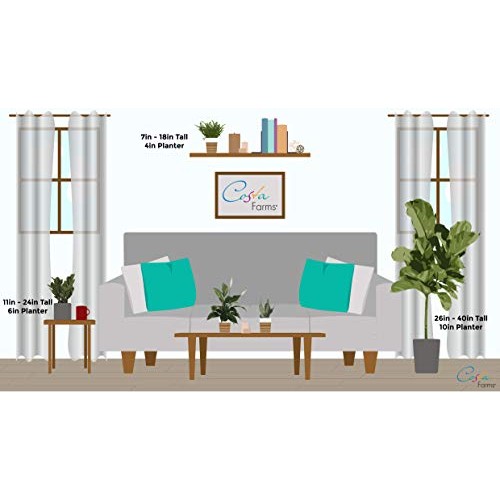 Costa Farms Money Tree, Pachira, Medium, Ships in Premium Ceramic ...