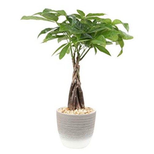 Costa Farms Money Tree, Pachira, Medium, Ships in Premium Ceramic ...