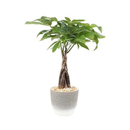 Costa Farms Money Tree, Pachira, Medium, Ships in Premium Ceramic ...