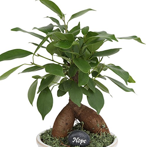 Costa Farms, Premium Live Indoor Mini Bonsai, Ficus Ginseng, Tab...