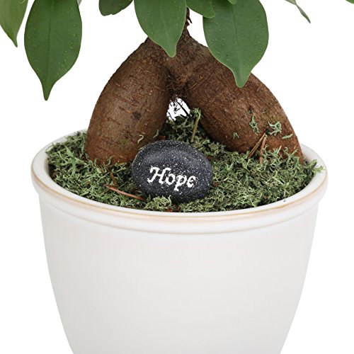 Costa Farms, Premium Live Indoor Mini Bonsai, Ficus Ginseng, Tab...
