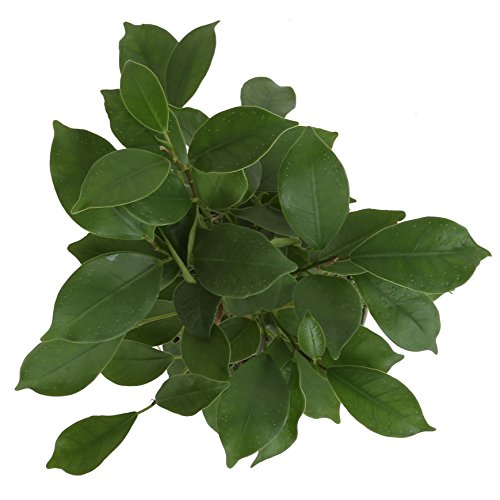 Costa Farms, Premium Live Indoor Mini Bonsai, Ficus Ginseng, Tab...