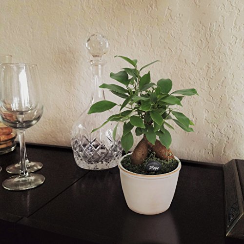 Costa Farms, Premium Live Indoor Mini Bonsai, Ficus Ginseng, Tab...