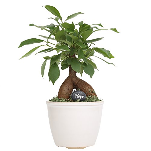 Costa Farms, Premium Live Indoor Mini Bonsai, Ficus Ginseng, Tab...