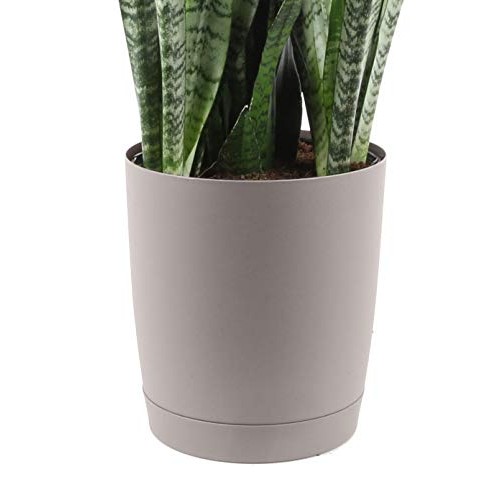 Costa Farms Premium Live Indoor Snake Sansevieria Floor Plant Ship...