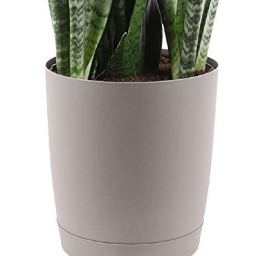 Costa Farms Premium Live Indoor Snake Sansevieria Floor Plant Ship...