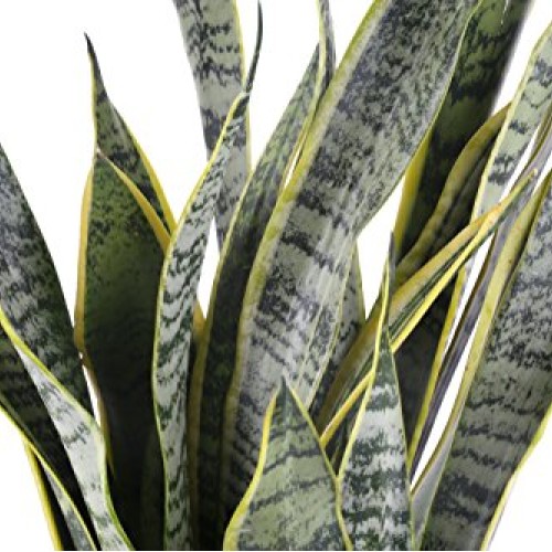 Costa Farms Premium Live Indoor Snake Sansevieria Floor Plant Ship...