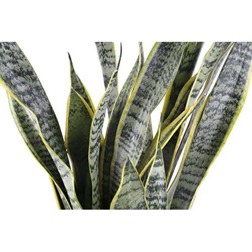 Costa Farms Premium Live Indoor Snake Sansevieria Floor Plant Ship...