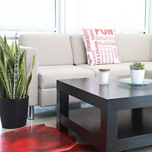 Costa Farms Premium Live Indoor Snake Sansevieria Floor Plant Ship...