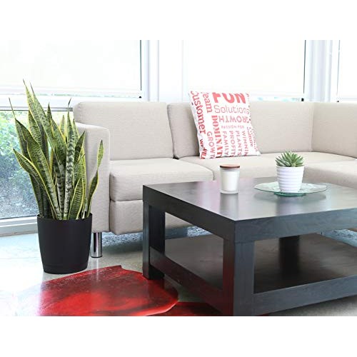 Costa Farms Premium Live Indoor Snake Sansevieria Floor Plant Ship...