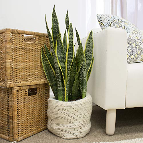 Costa Farms Premium Live Indoor Snake Sansevieria Floor Plant Ship...