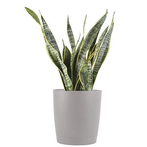 Costa Farms Premium Live Indoor Snake Sansevieria Floor Plant Ship...