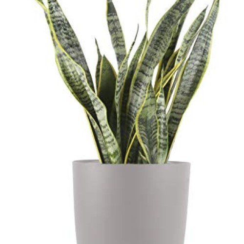Costa Farms Premium Live Indoor Snake Sansevieria Floor Plant Ship...