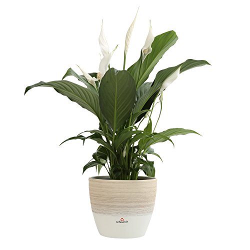 Costa Farms Spathiphyllum Peace Lily Live Indoor Plant in Premium ...