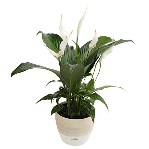 Costa Farms Spathiphyllum Peace Lily Live Indoor Plant in Premium ...