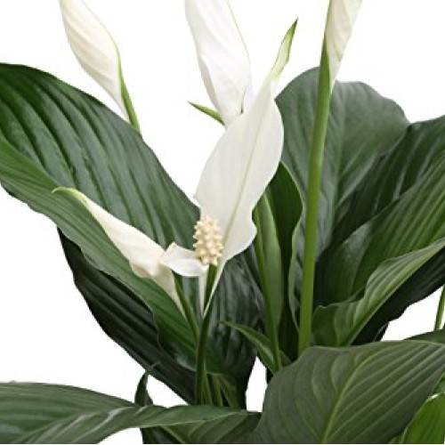 Costa Farms Spathiphyllum Peace Lily Live Indoor Plant in Premium ...