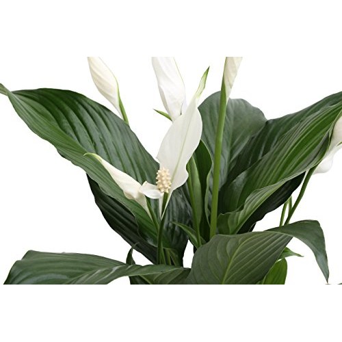 Costa Farms Spathiphyllum Peace Lily Live Indoor Plant in Premium ...