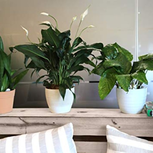 Costa Farms Spathiphyllum Peace Lily Live Indoor Plant in Premium ...