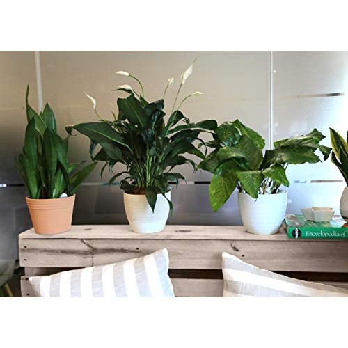 Costa Farms Spathiphyllum Peace Lily Live Indoor Plant in Premium ...