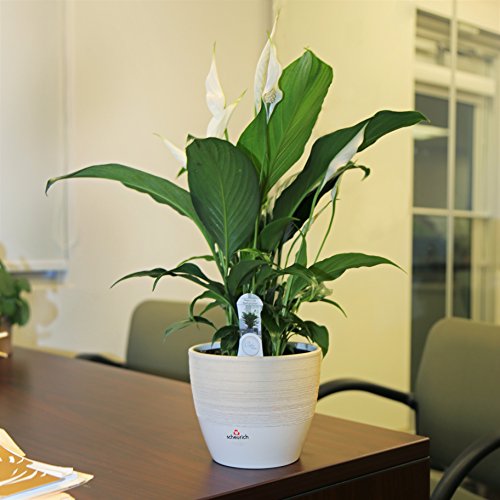 Costa Farms Spathiphyllum Peace Lily Live Indoor Plant in Premium ...
