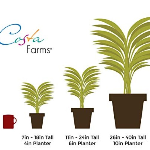 Costa Farms Spathiphyllum Peace Lily Live Indoor Plant in Premium ...